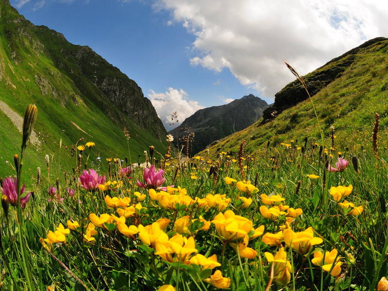 Flora e fauna