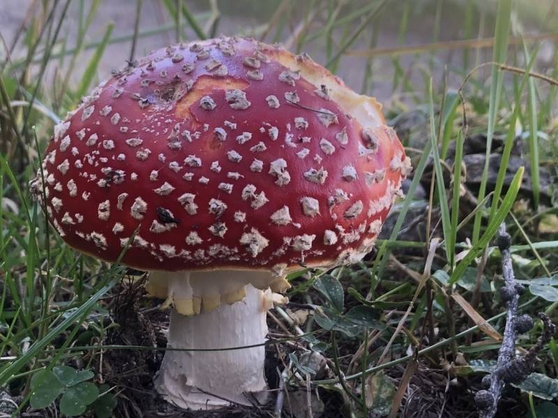Escursione sui funghi