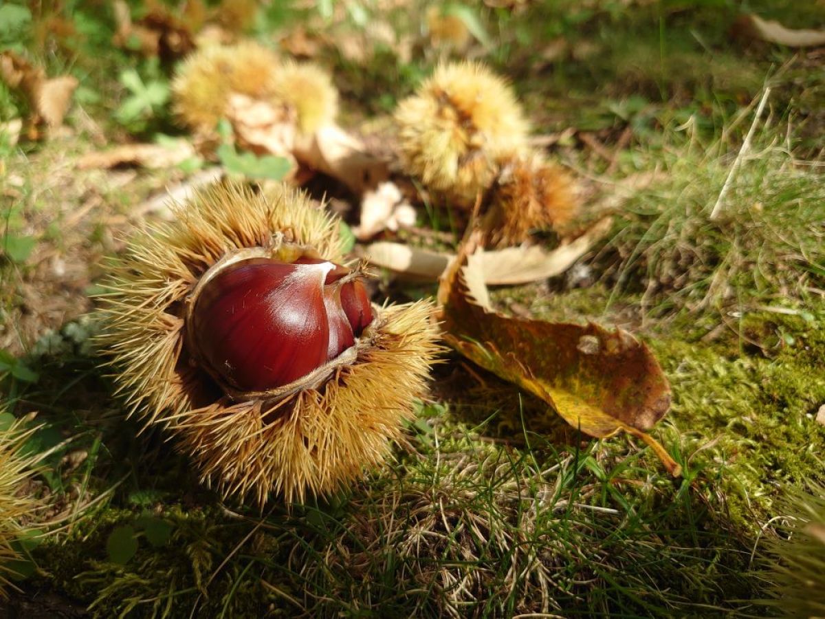 Chestnut Festival
